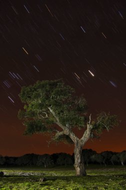 Astrofotoğrafçılık meşesi ve yıldızlar. Çayırdaki holm meşesi. Ağaç ve yıldız gece fotoğrafçılığı
