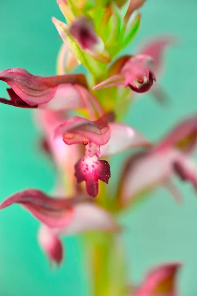 Orchis coriophora or Anacamptis coriophora is a terrestrial species of the orchid family.