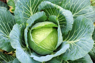 Taze yeşil lahana çiğ damlaları ile kapatmak