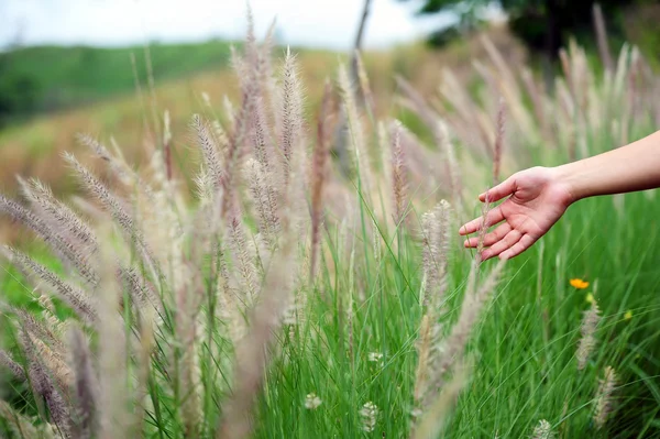 Mano che tocca un'erba di canna bella scena — Foto Stock