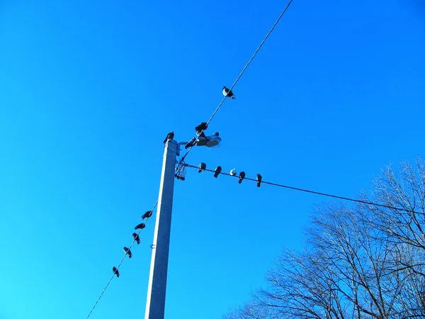 Pájaro en un alambre —  Fotos de Stock