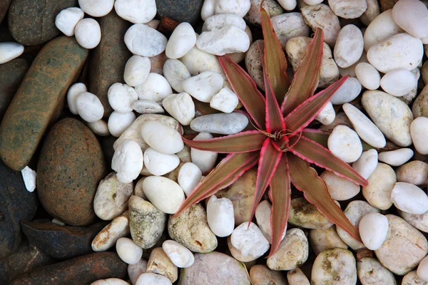 cryptanthus kaya