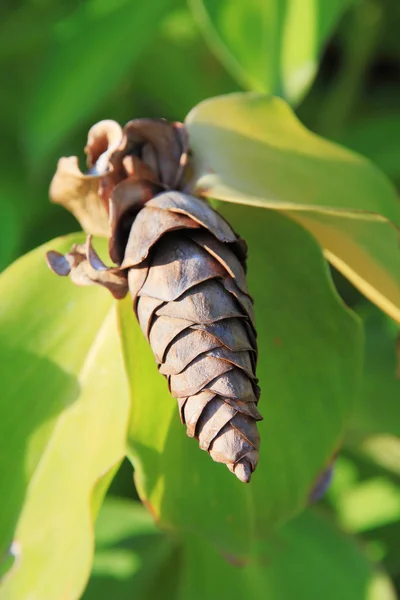 Colza Gingembre fleur sèche (Costus speciosus ) — Photo