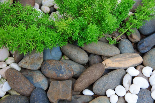 Portulaca oleracea çiçek rock Bahçe