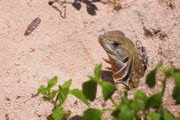 Lézard papillon (Leiolepis belliana) en Thaïlande — Photo