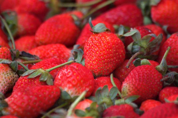 Strawberries fresh — Stock Photo, Image