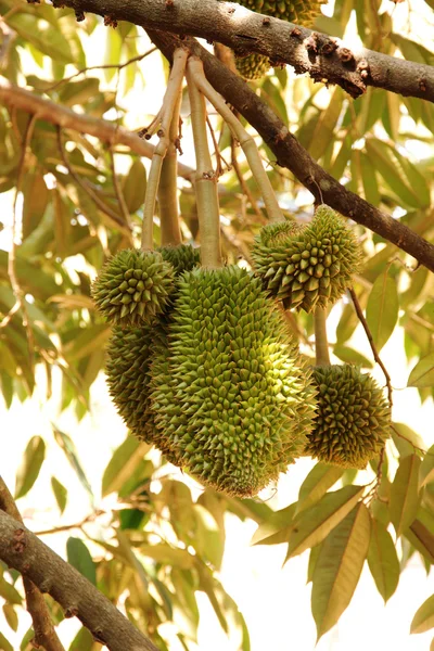 Durian il re dei frutti — Foto Stock