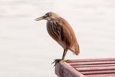 Çin pond heron