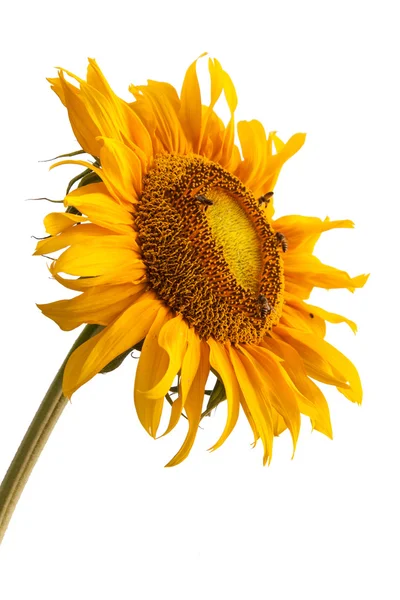 Sunflower and bee — Stock Photo, Image