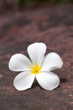 Plumeria taş