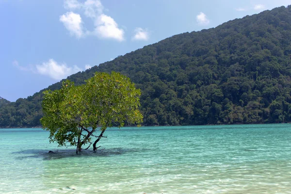 Solo un árbol en el mar — Foto de Stock