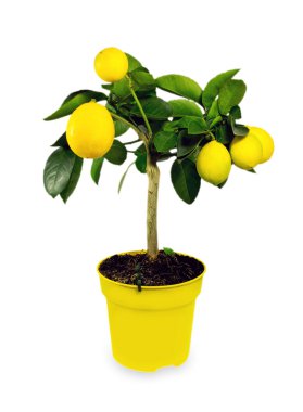 limon tree.isolated.