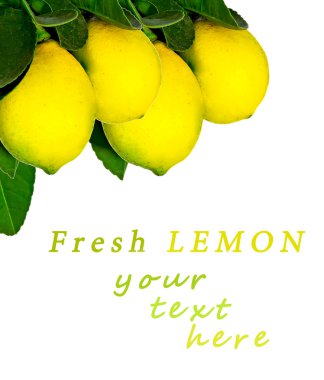 limon tree.isolated.