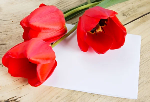 Red tulip flowers & white paper sheet. — Stock Photo, Image