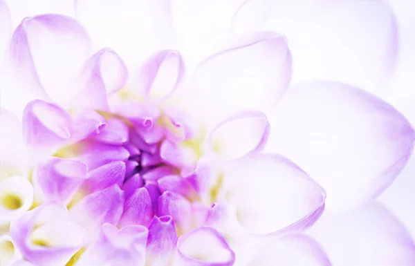 Yeşil şakayık yaprağı, yağmur damlaları, makro fotoğraf