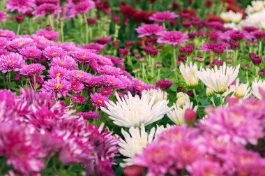 Renkli kasımpatı çalılığı, seçici odaklanma. Sonbahar arkaplanı