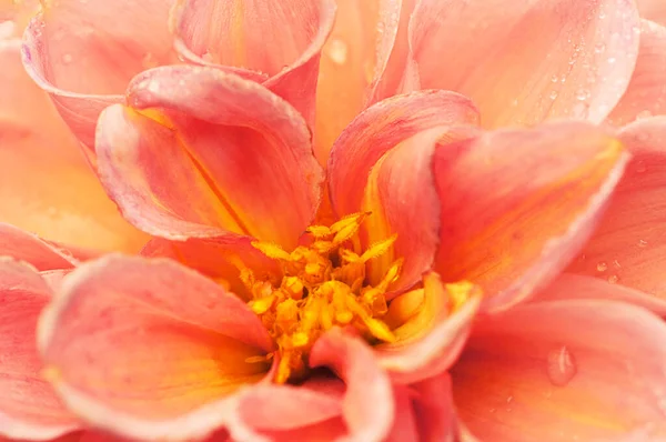 Kırmızı çiçek yaprakları, çiçek arkaplanının ortasını kaplar.