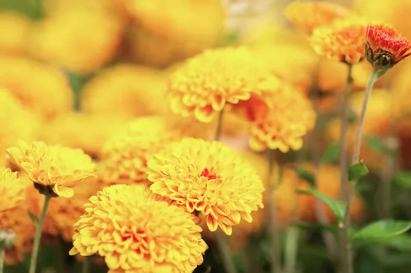 Bush Orange Chrysanthemums Side View — Stock Photo, Image