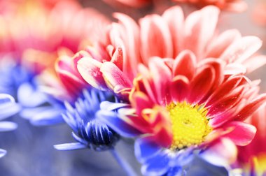 Çiçek açan kasımpatı ya da papatya çiçeği. Sonbahar çiçekleri sanat tasarımı