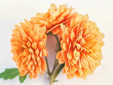 Hafif arkaplanda üç portakal kasımpatısı