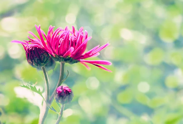 Bright Chrysanthemum Branch Natural Blurred Background — Stockfoto