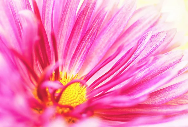 Big Pink Chrysanthemum Macro Floral Natural Background — Stockfoto