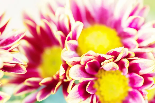 Two Tone Yellow Pink Chrysanthemum Macro Photo Top View Abstract — Stock Photo, Image