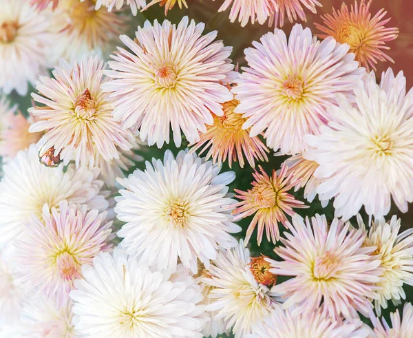 Bouquet Light Pink Chrysanthemums Selective Focus — Stock Photo, Image