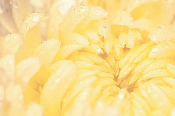 Light Yellow Big Chrysanthemum Drop Beautiful Macro Nature — Stockfoto