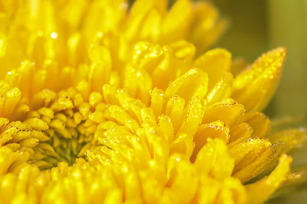 Bright Yellow Chrysanthemum Close Dewdrops Morning Light — Stock Photo, Image