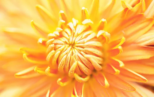 Big Orange Chrysanthemums Top View Macrophoto — Stockfoto