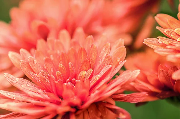 Bush Red Chrysanthemums Close Many Dewdrops — Stock Photo, Image