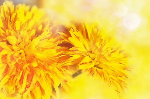 Big Yellow Chrysanthemums Side View Monochrome Photo — Stock Photo, Image