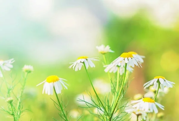 Papatya çayı doğanın arka planında ve bulutlu gökyüzünde
