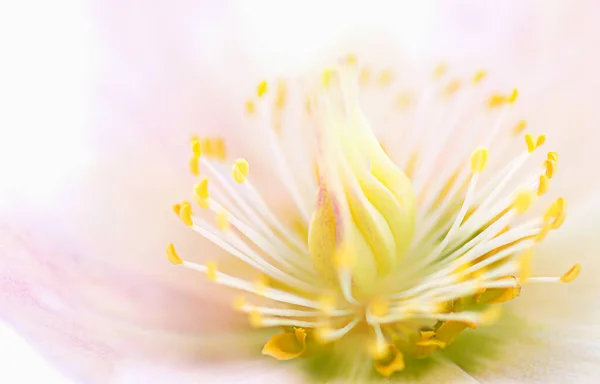Flower Hellebore Macro Photo Beautiful Nature Background — Stock Photo, Image