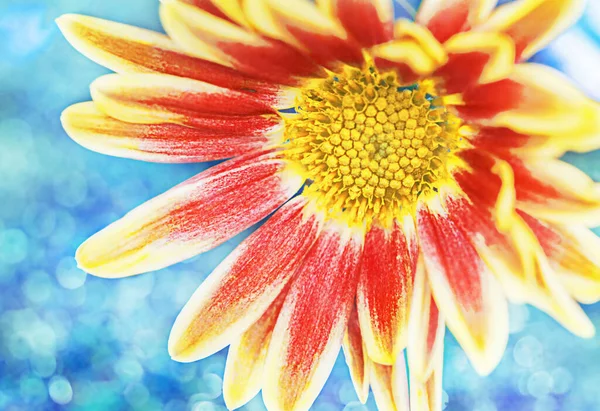 Two Tone Yellow Redchrysanthemum Macro Photo Blue Background — Stockfoto