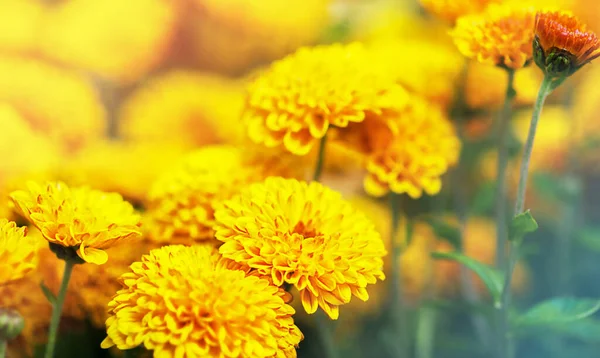 Portakal kasımpatı çalısı. Yan görünüm