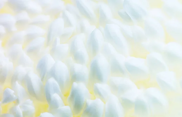 Big White Chrysanthemum Petal Macro Nature Side View — Stock Photo, Image