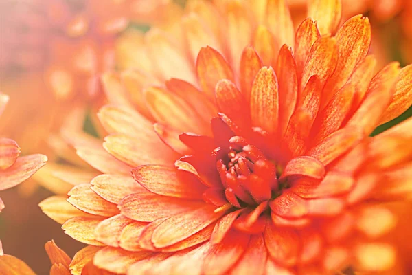 Çalı kırmızı kasımpatılar, yan görüş