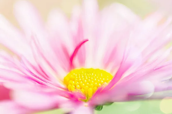 Big Pink Chrysanthemum Closeup Floral Natural Background Side View — Stockfoto