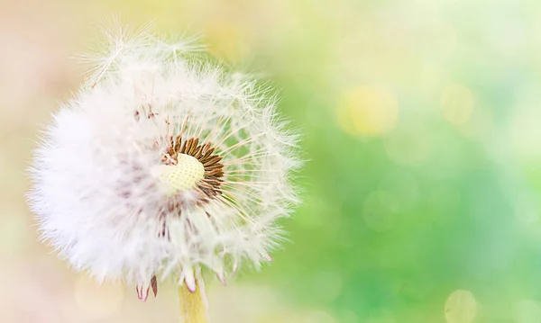 Beyaz, tüylü karahindiba tohumları. Yakın plan, doğal arkaplan.