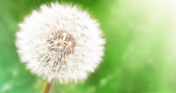 Beyaz, tüylü karahindiba tohumları. Yakın plan, doğal arkaplan.