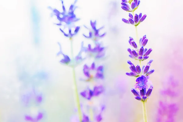 Lavender Flowers Light Blur Background — Zdjęcie stockowe