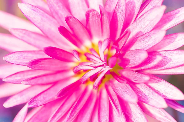 Big Pink Chrysanthemum Closeup Floral Natural Background — Stockfoto