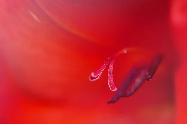 Red Gladiolus Macro Photo Abstract Natural Background — Stockfoto