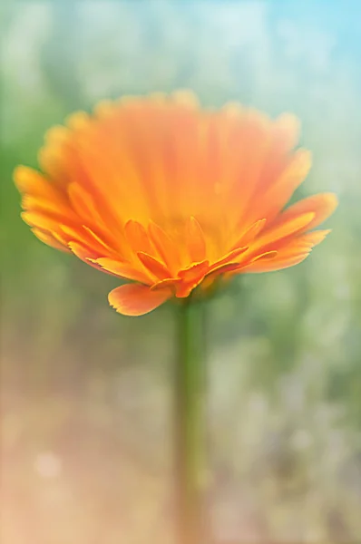 Gün Işığında Çayırda Çiçek Açan Takvim — Stok fotoğraf
