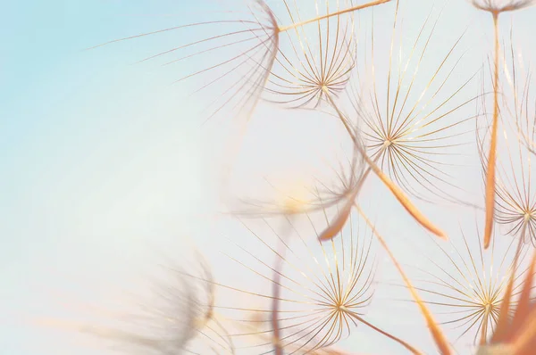 Beautiful Many Dandelion Seed Macro Nature — Stockfoto
