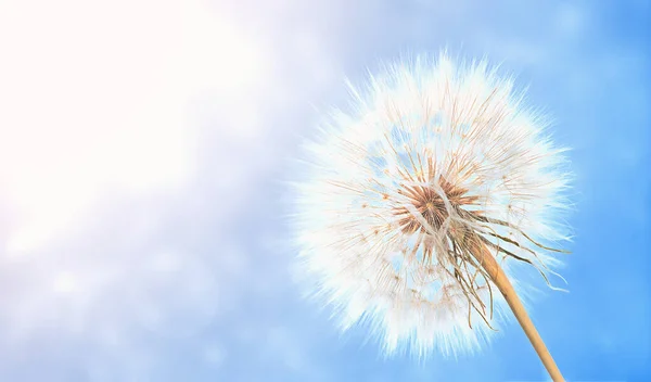 Güzel çiçek karahindiba tohumlu makro doğada. 