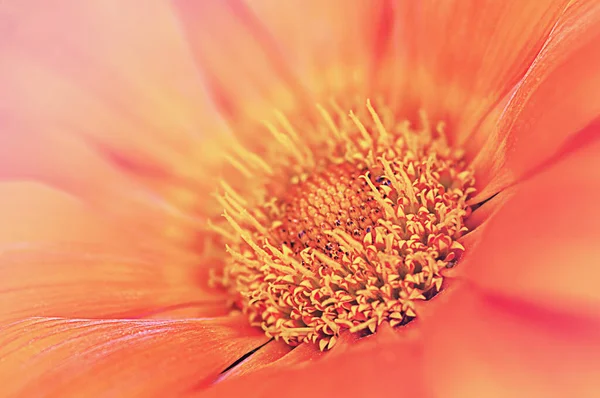 Orange Blomma Närbild Naturlig Bakgrund — Stockfoto