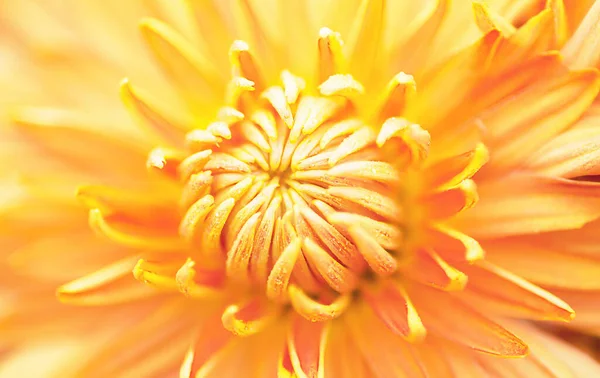 Big Orange Chrysanthemums Top View Macrophoto Stock Picture